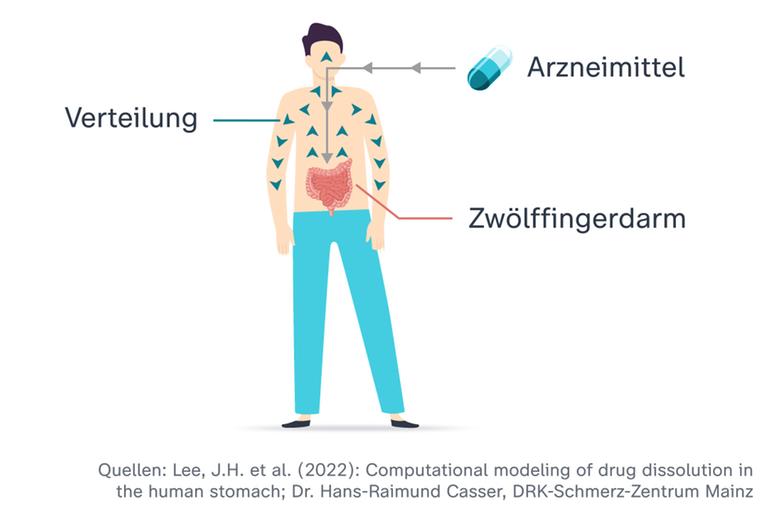 Von der Einnahme zur Wirkung: Die Grafik zeigt den Weg einer Tablette durch den Zwölffingerdarm